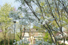 Spring-Blossoms-Bushes-20