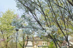 Spring-Blossoms-Bushes-21
