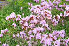 Spring-Blossoms-Bushes-22