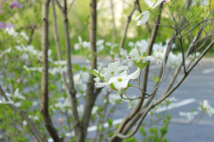 Spring-Blossoms-Bushes-24