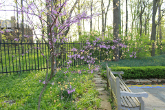 Spring-Blossoms-Bushes-29