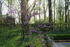 Spring-Blossoms-Bushes-30