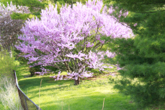 Spring-Blossoms-Bushes-32