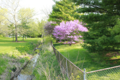 Spring-Blossoms-Bushes-36