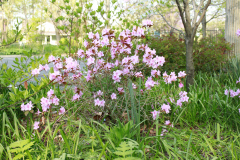 Spring-Blossoms-Bushes-4