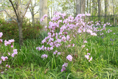Spring-Blossoms-Bushes-5