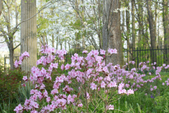 Spring-Blossoms-Bushes-6