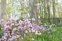 Spring-Blossoms-Bushes-7