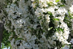 Spring-Blossoms-Choke-Cherry-2008-11