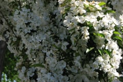 Spring-Blossoms-Choke-Cherry-2008-12