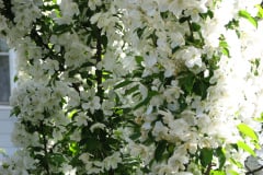 Spring-Blossoms-Choke-Cherry-2008-13