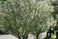 Spring-Blossoms-Choke-Cherry-2008-19