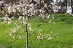 Spring-Blossoms-Minnetrista-April-2020-4
