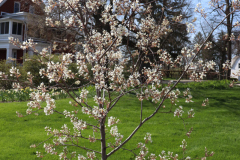 Spring-Blossoms-Minnetrista-April-2020-5