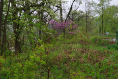 Spring-Blossoms-Misc-2-104