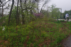 Spring-Blossoms-Misc-2-106