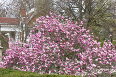 Spring-Blossoms-Misc-2-11