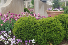 Spring-Blossoms-Misc-2-113