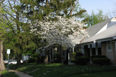 Spring-Blossoms-Misc-2-121