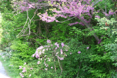 Spring-Blossoms-Misc-2-126