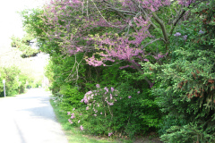 Spring-Blossoms-Misc-2-129