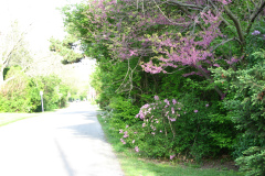 Spring-Blossoms-Misc-2-130