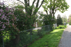 Spring-Blossoms-Misc-2-136