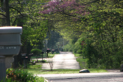 Spring-Blossoms-Misc-2-138