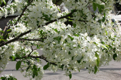 Spring-Blossoms-Misc-2-14