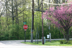 Spring-Blossoms-Misc-2-143
