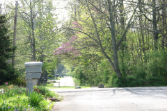 Spring-Blossoms-Misc-2-151
