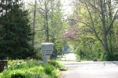 Spring-Blossoms-Misc-2-153