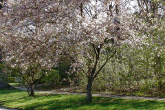 Spring-Blossoms-Misc-2-159