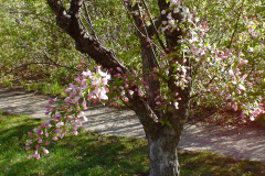 Spring-Blossoms-Misc-2-160