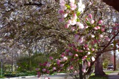 Spring-Blossoms-Misc-2-161