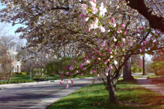Spring-Blossoms-Misc-2-162