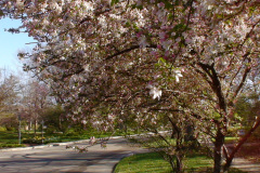 Spring-Blossoms-Misc-2-167