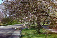 Spring-Blossoms-Misc-2-168