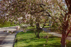 Spring-Blossoms-Misc-2-169