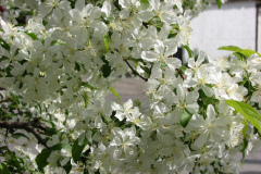 Spring-Blossoms-Misc-2-17