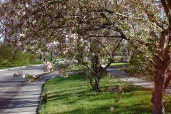 Spring-Blossoms-Misc-2-170
