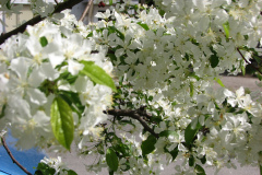 Spring-Blossoms-Misc-2-18
