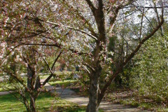 Spring-Blossoms-Misc-2-181
