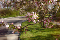 Spring-Blossoms-Misc-2-185