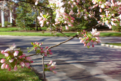 Spring-Blossoms-Misc-2-195
