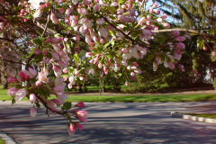 Spring-Blossoms-Misc-2-199