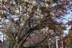 Spring-Blossoms-Misc-2-201