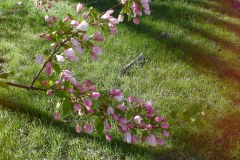 Spring-Blossoms-Misc-2-203