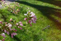 Spring-Blossoms-Misc-2-205