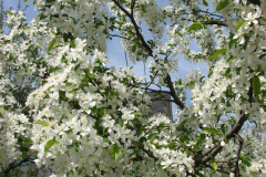 Spring-Blossoms-Misc-2-23